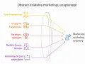 Buzz marketing: Szept, który buduje markę i sprzedaje